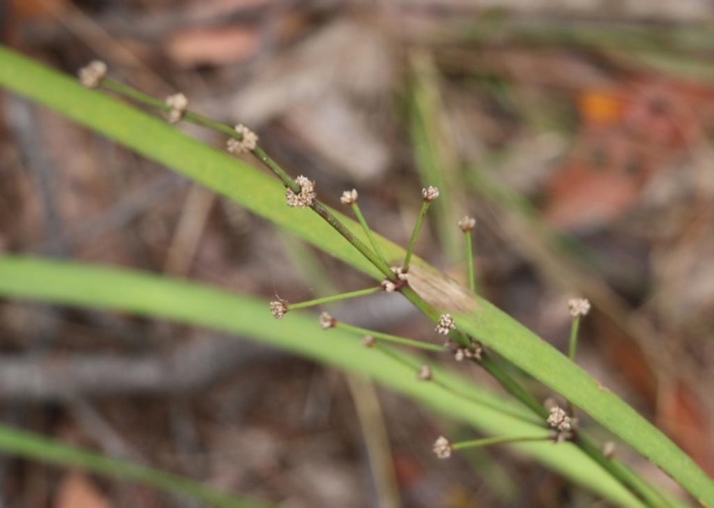 Lomandra multiflora at Pambula Beach, NSW - 3 Jan 2022