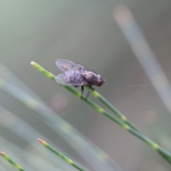 Muscidae (family) at Pambula Beach, NSW - 3 Jan 2022 by KylieWaldon