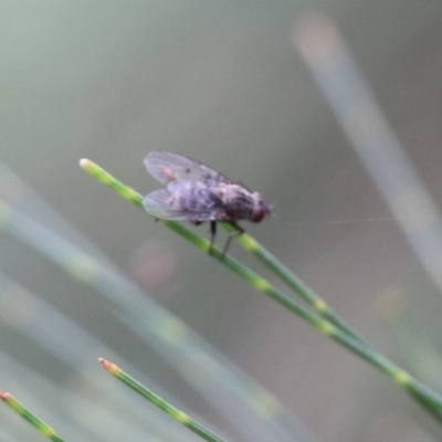 Unidentified True fly (Diptera) at Pambula Beach, NSW - 2 Jan 2022 by KylieWaldon