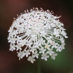 Trachymene composita var. composita at Pambula Beach, NSW - 3 Jan 2022