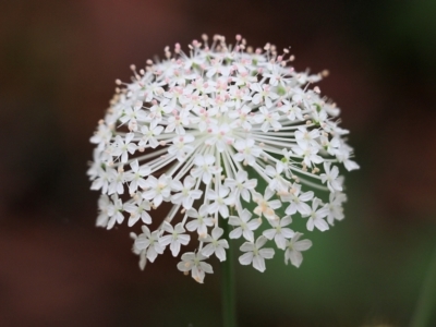 Trachymene composita var. composita at Pambula Beach, NSW - 3 Jan 2022 by KylieWaldon