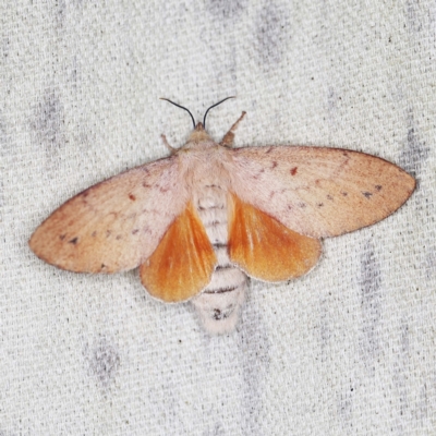 Entometa apicalis (Gum Snout Moth) at O'Connor, ACT - 15 Jan 2022 by ibaird