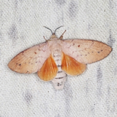 Entometa apicalis (Gum Snout Moth) at O'Connor, ACT - 15 Jan 2022 by ibaird