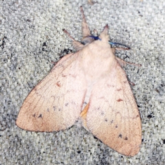 Entometa apicalis at O'Connor, ACT - 15 Jan 2022