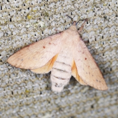 Entometa apicalis at O'Connor, ACT - 15 Jan 2022