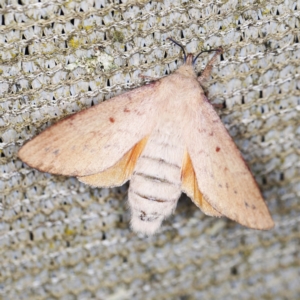 Entometa apicalis at O'Connor, ACT - 15 Jan 2022