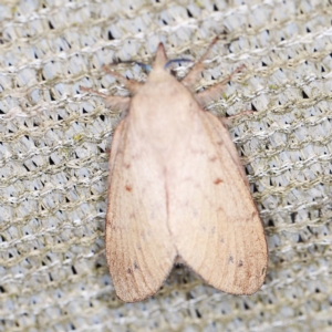 Entometa apicalis at O'Connor, ACT - 15 Jan 2022