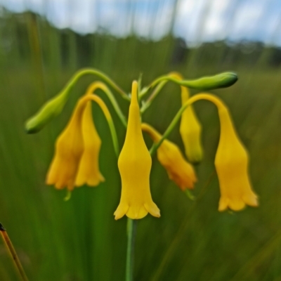 Blandfordia nobilis (Christmas Bells) at Parma Creek Nature Reserve - 15 Jan 2022 by RobG1