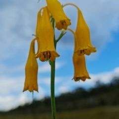 Blandfordia nobilis at Yerriyong, NSW - suppressed