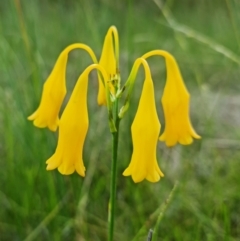 Blandfordia nobilis at Yerriyong, NSW - 15 Jan 2022