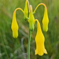 Blandfordia nobilis at Yerriyong, NSW - 15 Jan 2022