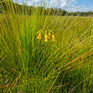 Blandfordia nobilis at Yerriyong, NSW - 15 Jan 2022