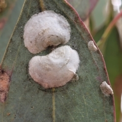 Lasiopsylla sp. (genus) (Psyllid or Lerp insect) at Red Hill, ACT - 16 Jan 2022 by trevorpreston