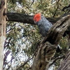 Callocephalon fimbriatum (Gang-gang Cockatoo) at Red Hill, ACT - 16 Jan 2022 by trevorpreston