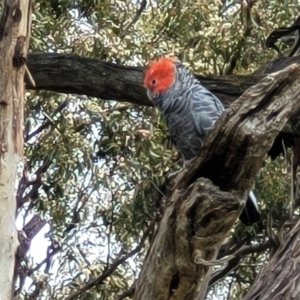 Callocephalon fimbriatum at Red Hill, ACT - suppressed