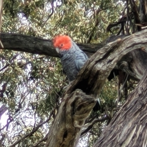 Callocephalon fimbriatum at Red Hill, ACT - suppressed