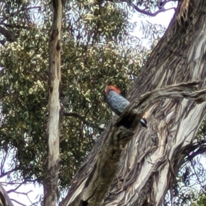 Callocephalon fimbriatum at Red Hill, ACT - suppressed