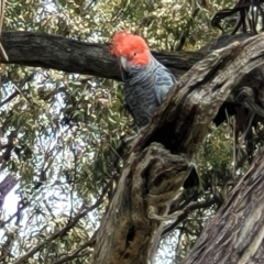 Callocephalon fimbriatum at Red Hill, ACT - suppressed