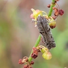Homoeosoma vagella (Macadamia Flower Caterpillar) at Garran, ACT - 15 Jan 2022 by tpreston