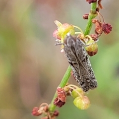 Homoeosoma vagella at Garran, ACT - 16 Jan 2022