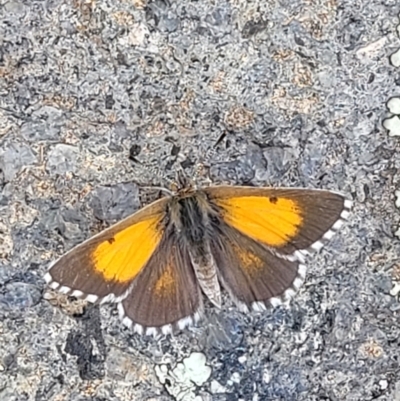 Lucia limbaria (Chequered Copper) at Garran, ACT - 16 Jan 2022 by trevorpreston