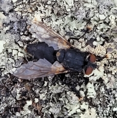 Muscidae (family) at Red Hill Nature Reserve - 15 Jan 2022 by trevorpreston