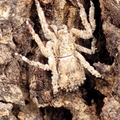Stephanopis sp. (genus) (Knobbly crab spider) at Garran, ACT - 15 Jan 2022 by tpreston