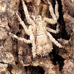Stephanopis sp. (genus) (Knobbly crab spider) at Garran, ACT - 16 Jan 2022 by trevorpreston