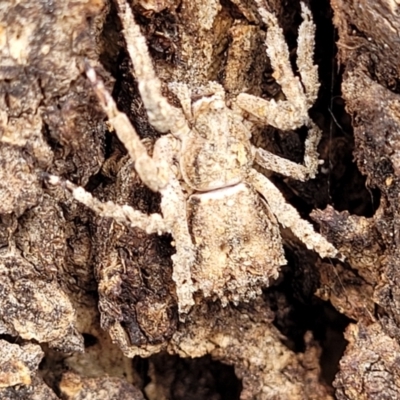 Stephanopis sp. (genus) (Knobbly crab spider) at Garran, ACT - 16 Jan 2022 by trevorpreston