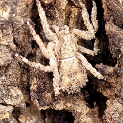 Stephanopis sp. (genus) (Knobbly crab spider) at Red Hill Nature Reserve - 15 Jan 2022 by tpreston