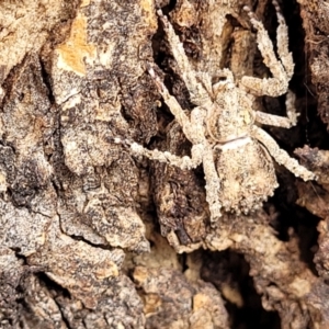 Stephanopis sp. (genus) at Garran, ACT - 16 Jan 2022