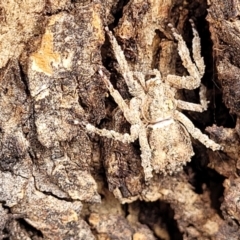 Stephanopis sp. (genus) at Garran, ACT - 16 Jan 2022