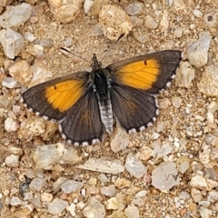 Lucia limbaria (Chequered Copper) at Red Hill Nature Reserve - 15 Jan 2022 by tpreston