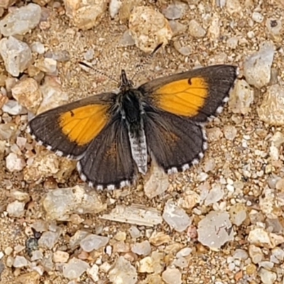 Lucia limbaria (Chequered Copper) at Red Hill Nature Reserve - 15 Jan 2022 by tpreston