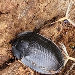 Pterohelaeus piceus (Pie-dish beetle) at Red Hill Nature Reserve - 15 Jan 2022 by trevorpreston
