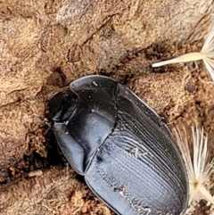 Pterohelaeus piceus at Red Hill, ACT - 16 Jan 2022