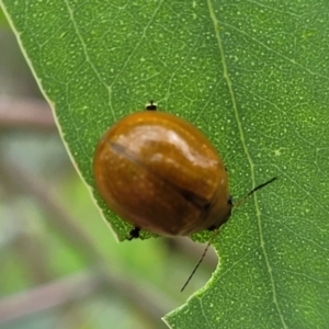 Paropsisterna cloelia at Red Hill, ACT - 16 Jan 2022