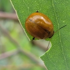 Paropsisterna cloelia at Red Hill, ACT - 16 Jan 2022