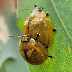 Paropsisterna cloelia (Eucalyptus variegated beetle) at Red Hill Nature Reserve - 15 Jan 2022 by tpreston