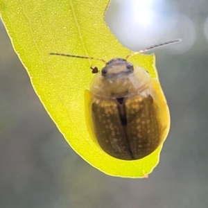 Paropsisterna cloelia at Red Hill, ACT - 16 Jan 2022