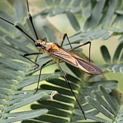 Rayieria acaciae (Acacia-spotting bug) at Red Hill, ACT - 16 Jan 2022 by trevorpreston