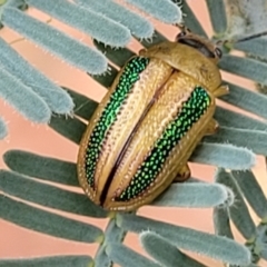 Calomela vittata (Acacia leaf beetle) at Red Hill, ACT - 15 Jan 2022 by trevorpreston