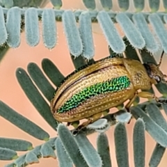 Calomela vittata at Red Hill, ACT - 16 Jan 2022