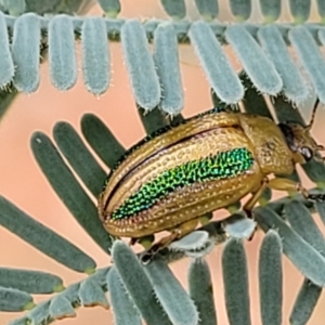 Calomela vittata at Red Hill, ACT - 16 Jan 2022