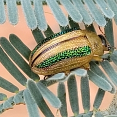 Calomela vittata at Red Hill, ACT - 16 Jan 2022