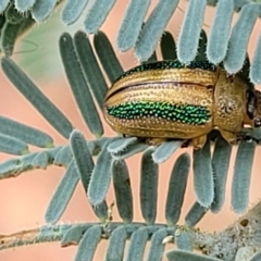 Calomela vittata at Red Hill, ACT - 16 Jan 2022