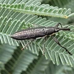 Rhinotia sp. in brunnea-group (A belid weevil) at Red Hill, ACT - 16 Jan 2022 by trevorpreston