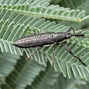 Rhinotia sp. in brunnea-group at Red Hill, ACT - 16 Jan 2022 10:34 AM