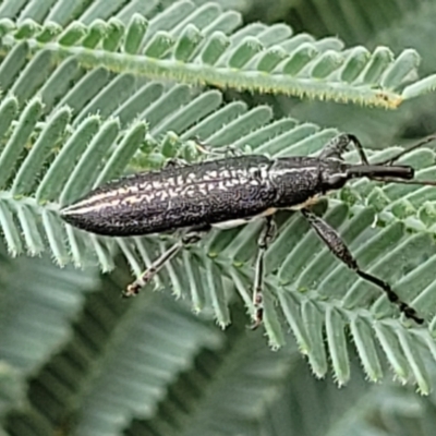 Rhinotia sp. in brunnea-group (A belid weevil) at Red Hill, ACT - 16 Jan 2022 by trevorpreston