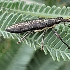 Rhinotia sp. in brunnea-group at Red Hill, ACT - 16 Jan 2022 10:34 AM